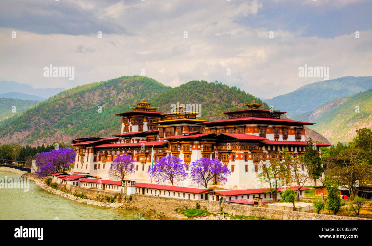 Le Dzong de Punakha, le Bhoutan avec ses célèbres jacarandas en fleurs Banque D'Images