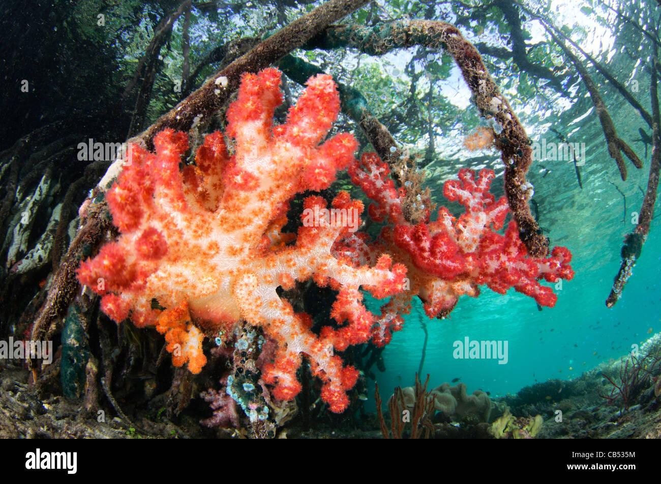 La croissance des coraux mous sur les racines des palétuviers, Dendronephthya sp., Blue Water les mangroves, Raja Ampat, Papouasie occidentale, en Indonésie Banque D'Images