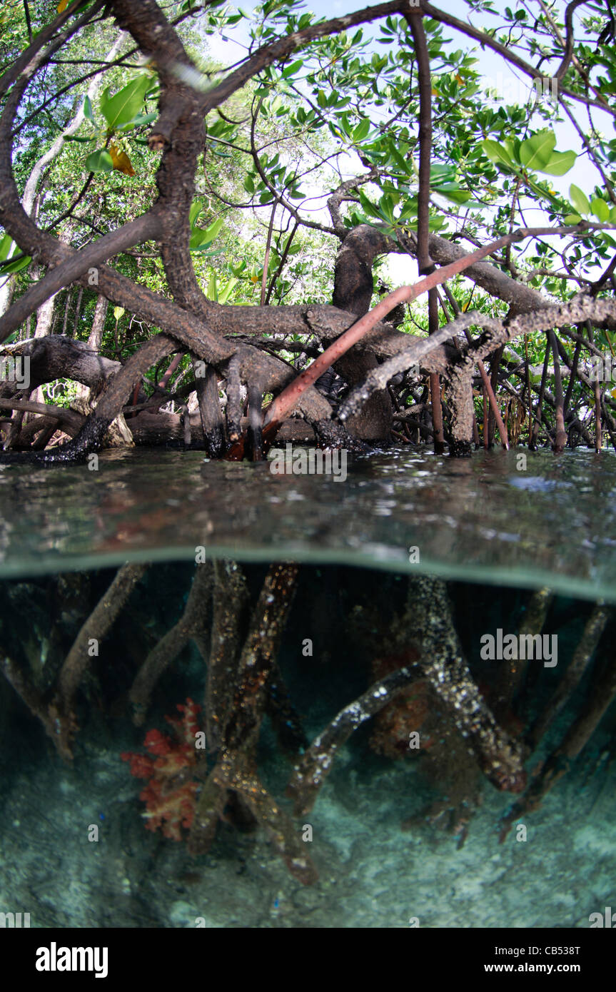 Split Shot de mangroves Les mangroves de l'eau, Bleu, Raja Ampat, Papouasie occidentale, en Indonésie, l'Océan Pacifique Banque D'Images