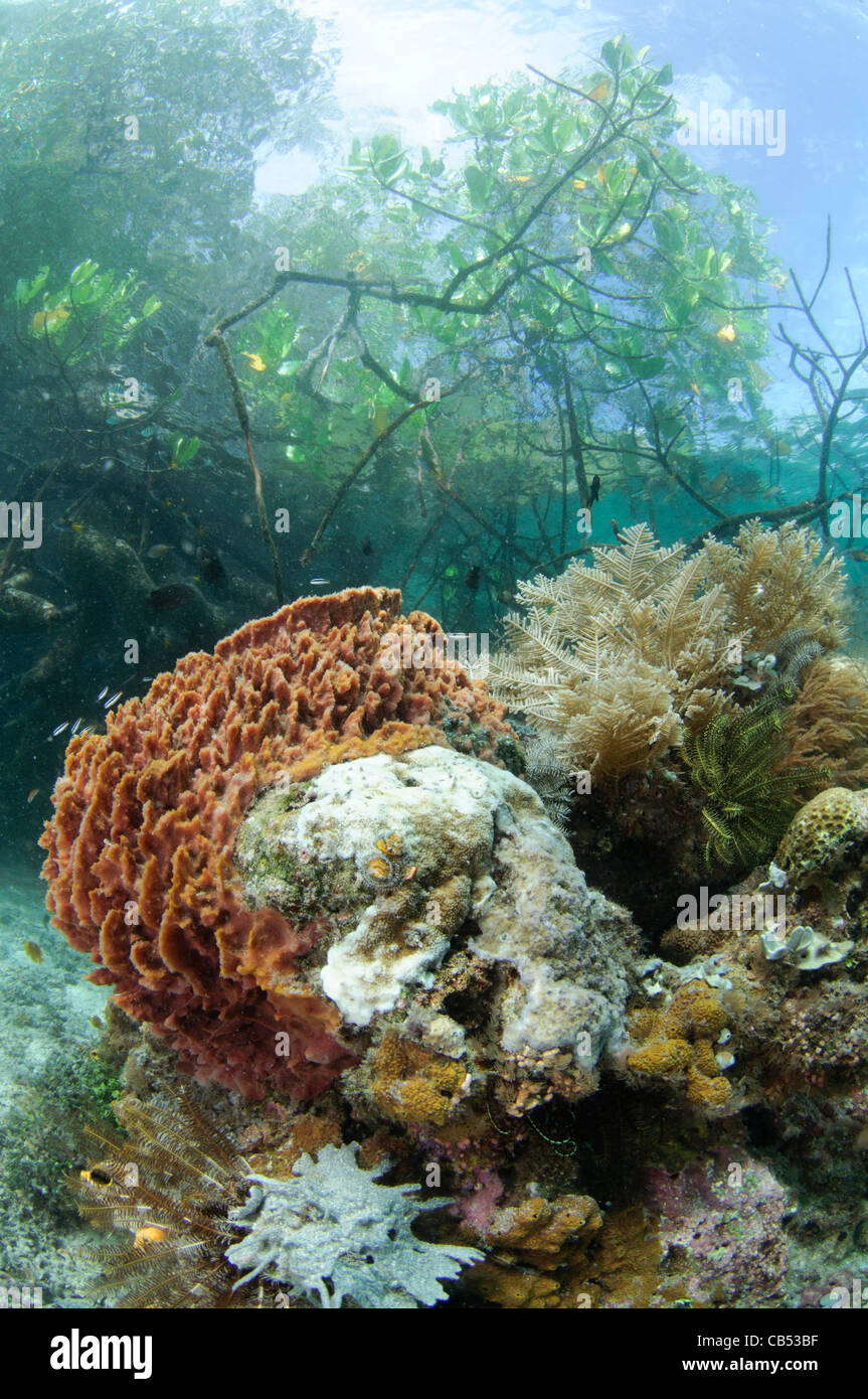 Coraux durs et un baril de plus en plus d'une éponge dans l'eau bleue, bas-fonds des mangroves Les mangroves, Raja Ampat, Papouasie occidentale, en Indonésie Banque D'Images