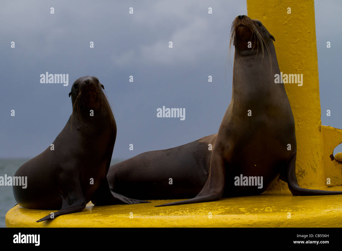Famille galapagos petit animal nature environnement extérieur frais jaune des joints de parc soleil soleil isolé de disparition Banque D'Images