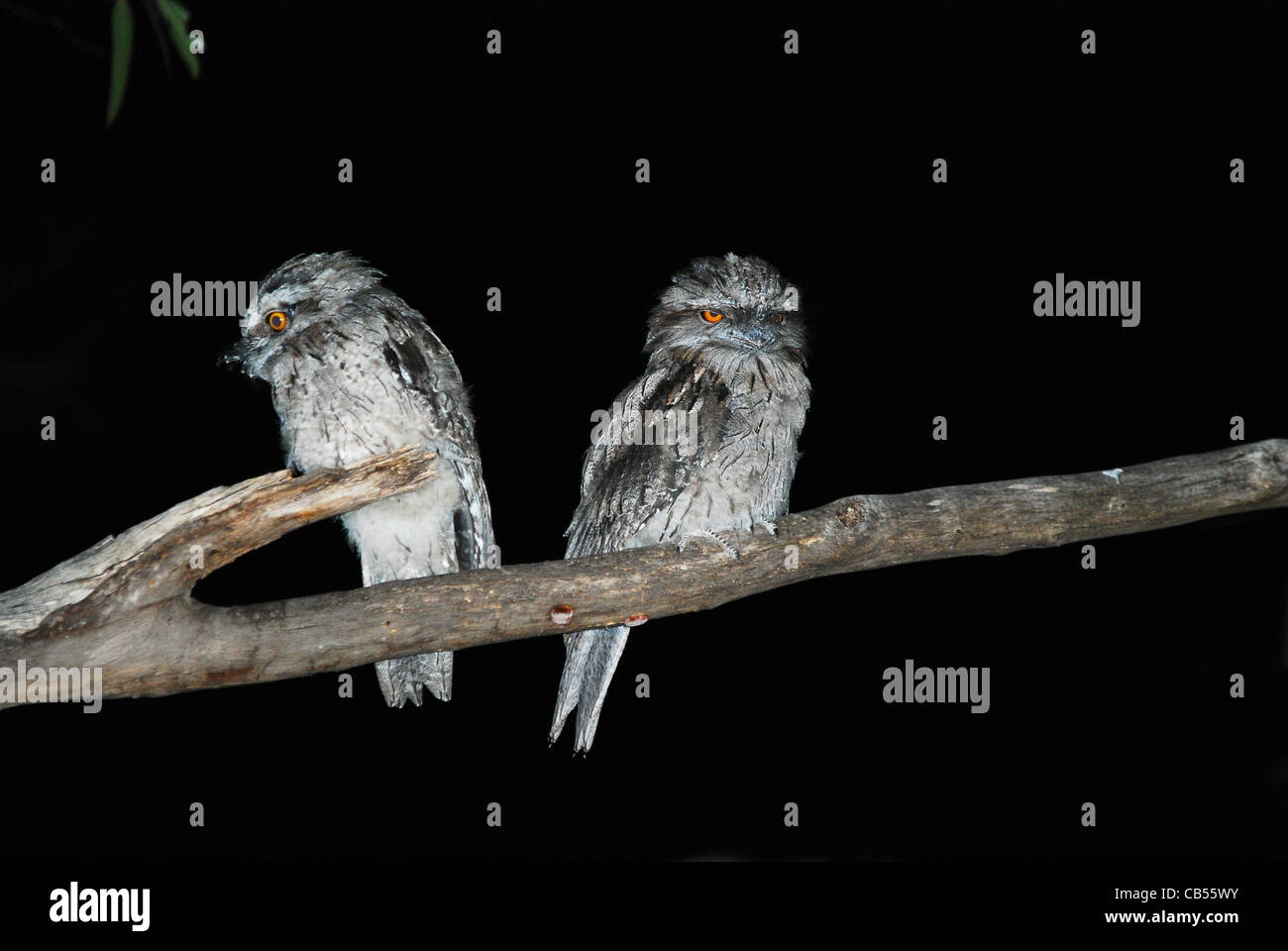2 jeunes Tawny frogmouths. Podargus strigoides perché dans un arbre dans la nuit. Banque D'Images