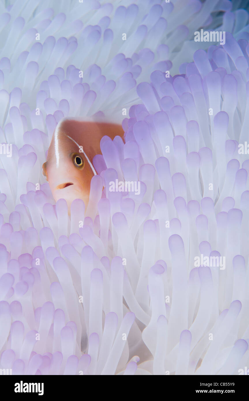 Poisson clown Amphiprion perideraion, rose, dans un magnifique blanchie, Heteractic anémone magnifica, Raja Ampat, Papouasie Occidentale Banque D'Images