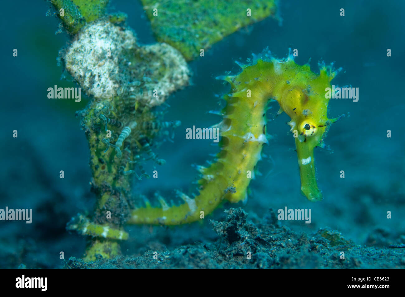 Hippocampe épineux, hippocampe hystrix, le Parc National de Komodo, l'île de Komodo, de Nusa Tenggara, en Indonésie, l'Océan Pacifique Banque D'Images