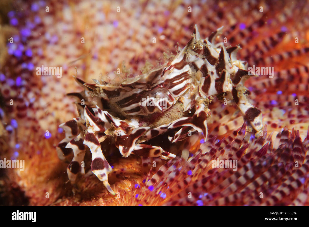 Zebra crabe dans l'oursin de feu, Zebrida adamsii et Asthenosoma ijimai, le Parc National de Komodo, de Nusa Tenggara, en Indonésie, l'Océan Pacifique Banque D'Images