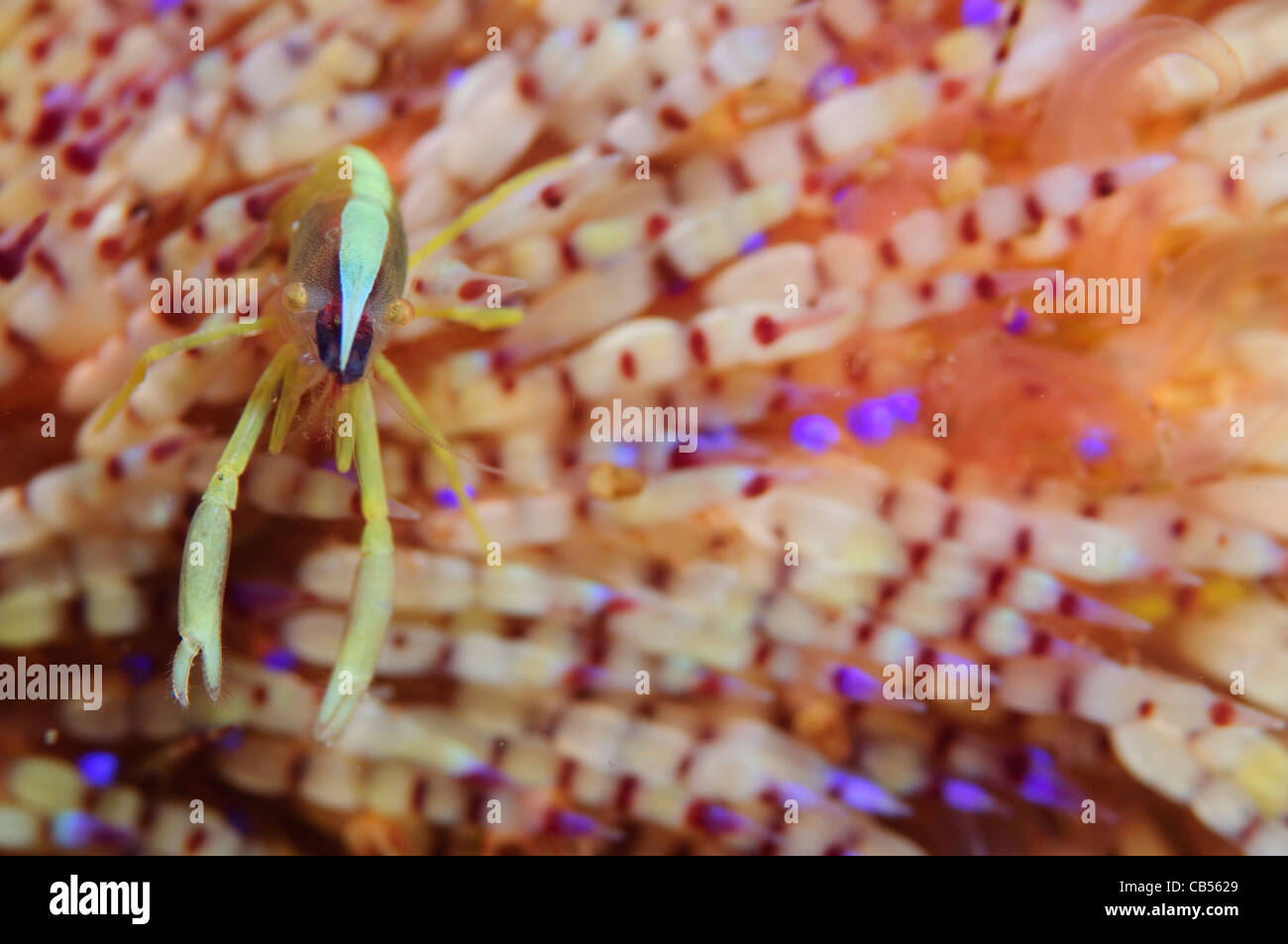 D'oursins de Brook, Allopontonia brookia la crevette, lors d'un incendie, d'oursin Asthenosoma ijimai, le Parc National de Komodo de Nusa Tenggara, en Indonésie Banque D'Images
