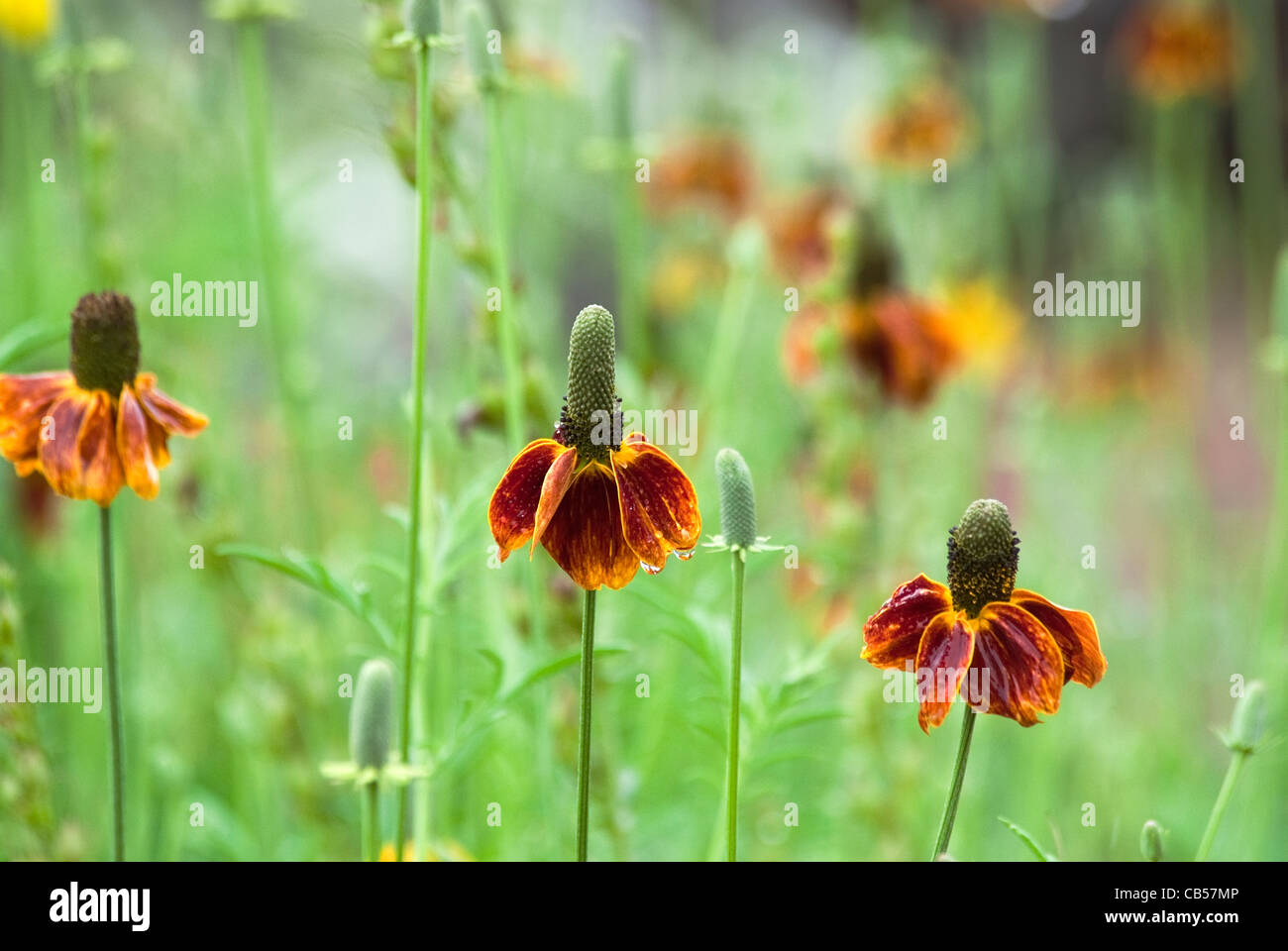 Mexican Hat Ratibida columnifera l'Arboretum de Flagstaff, Arizona USA Banque D'Images