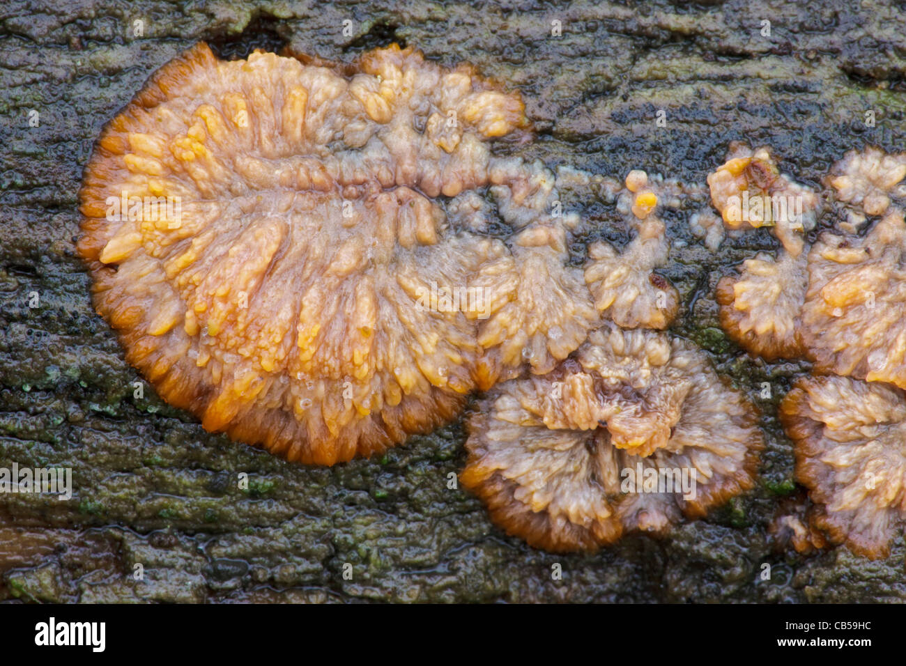La croûte gelée de champignon froissé - Phlebia radiata Banque D'Images