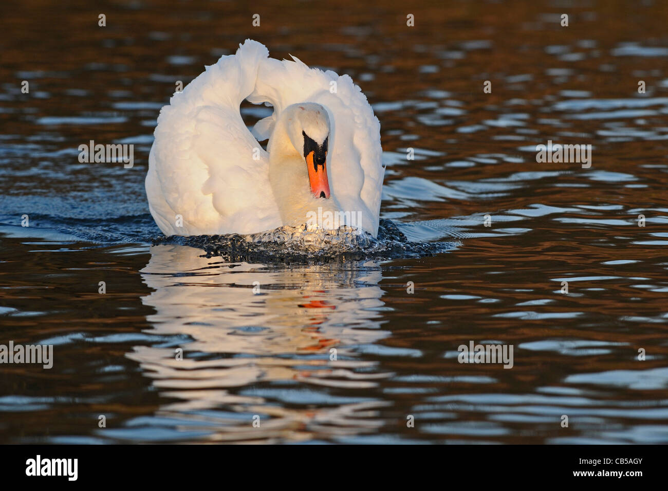 Cygne muet adultes natation dans un style agressif pour chasser les jeunes cygnes mâles Banque D'Images