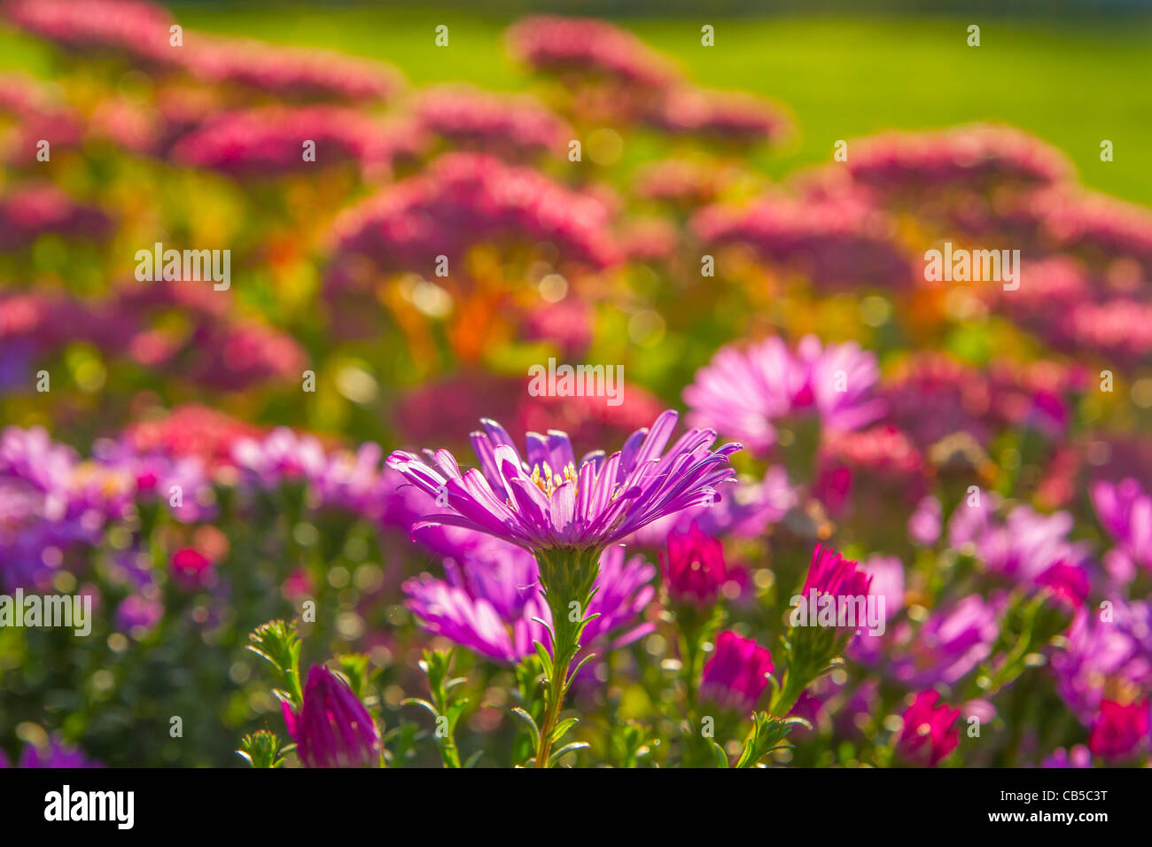 Sur un lit de fleurs Banque D'Images