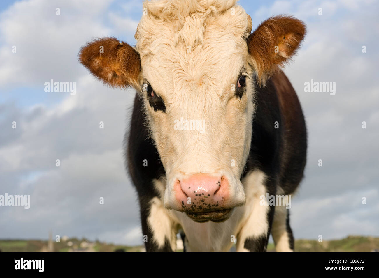 Gros plan d'une vache Hereford Banque D'Images