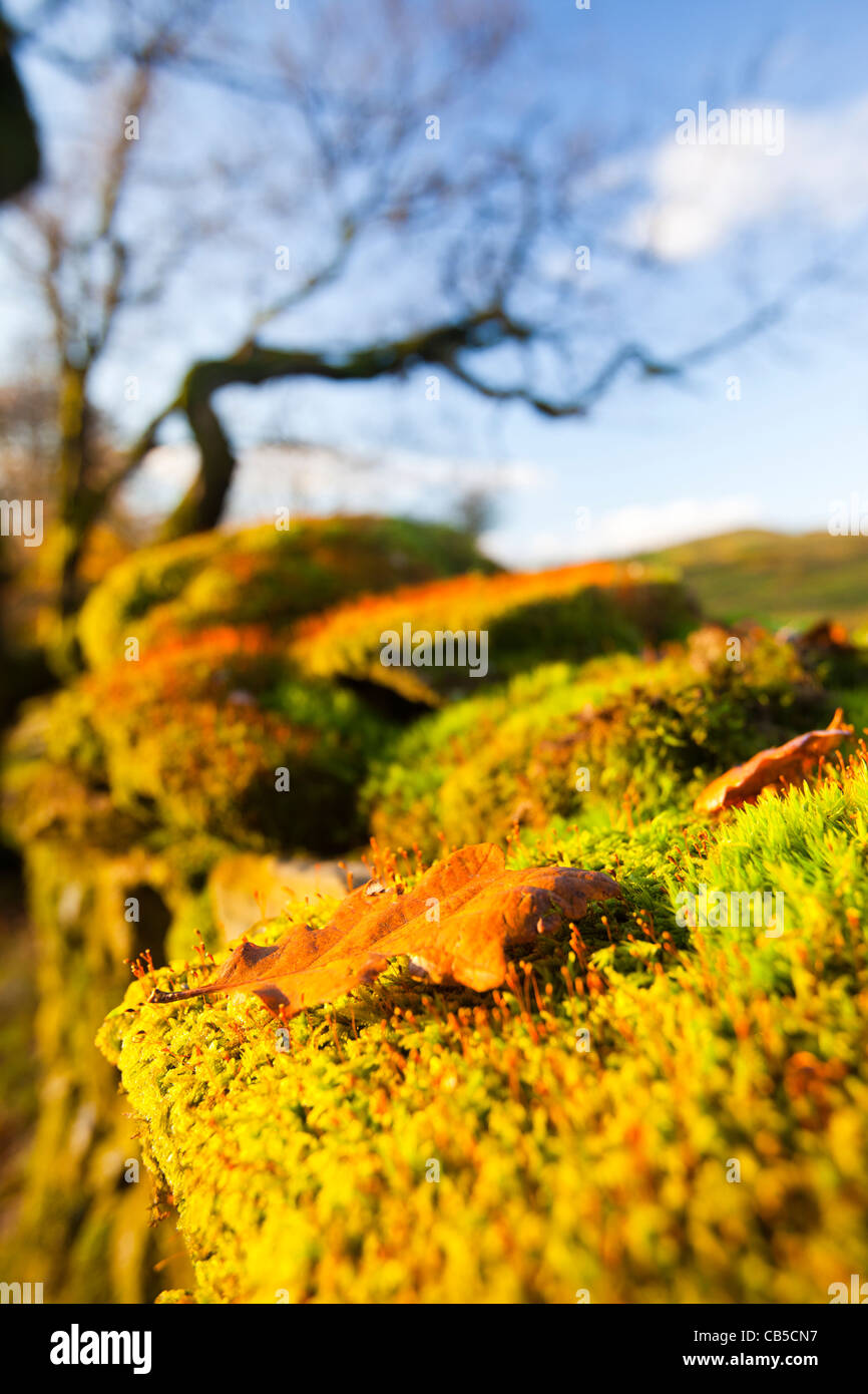 Reproduire sur une mousse sur mur de pierres sèches Orrest Head au-dessus de Windermere dans le Lake District, Cumbria, Royaume-Uni. Banque D'Images