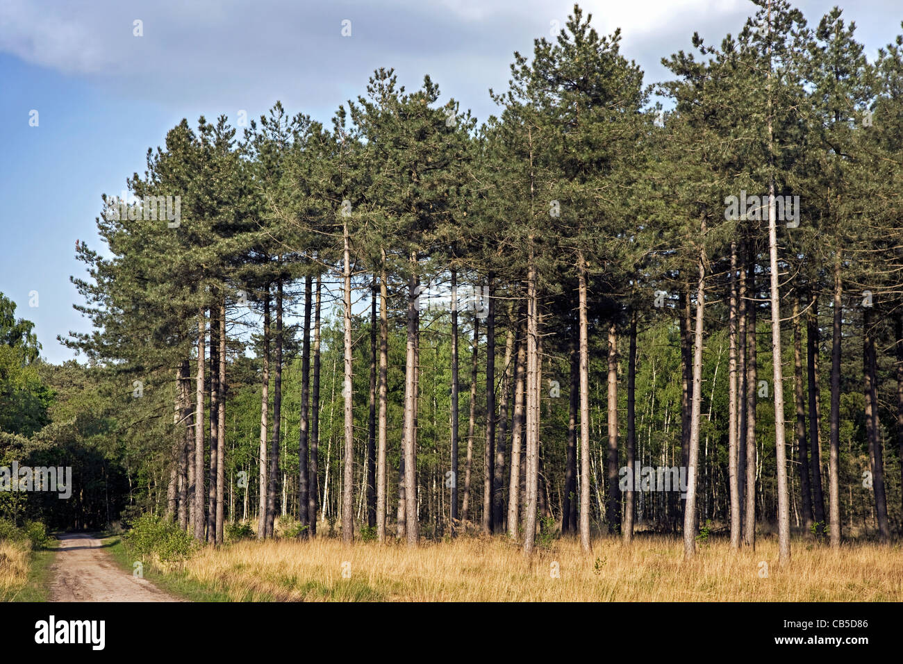 European pin noir (Pinus nigra) arbres de forêt, Belgique Banque D'Images