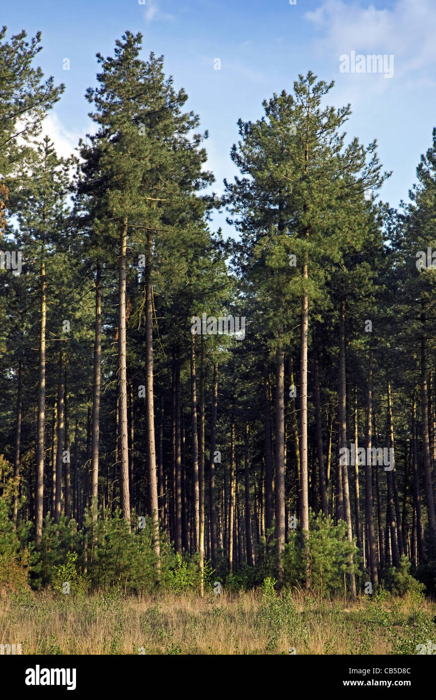 European pin noir (Pinus nigra) arbres de forêt, Belgique Banque D'Images