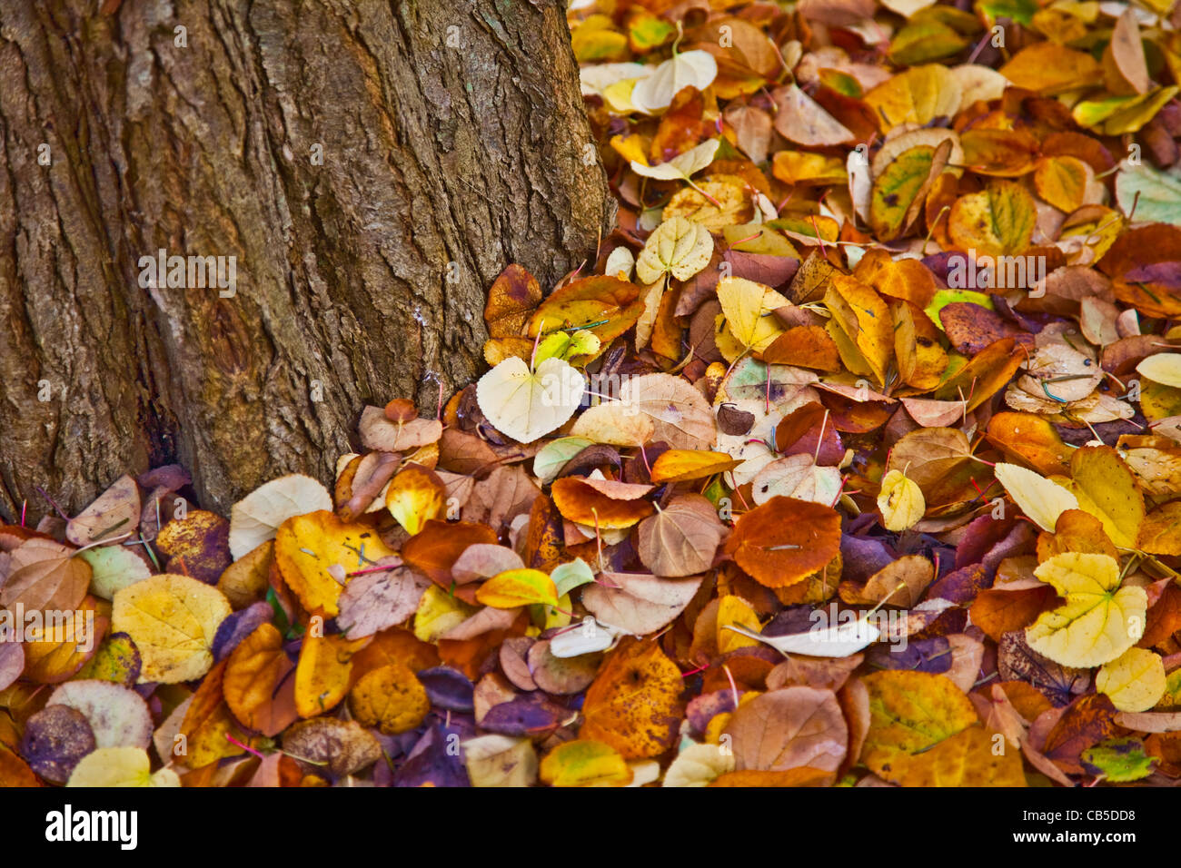 Aurumn feuilles autour de la base de l'arbre, Victoria, Canada Banque D'Images