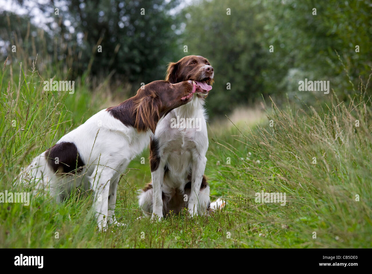 Drentsche Patrijshonden / dutch / spaniel chiens Perdrix Drent type chiens de chasse accueil en forêt, les Pays-Bas Banque D'Images