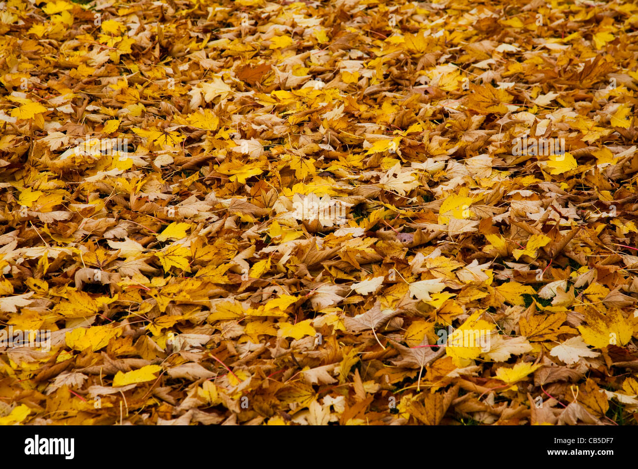 Une image de texture de feuilles d'érable à Victoria (Colombie-Britannique) Banque D'Images
