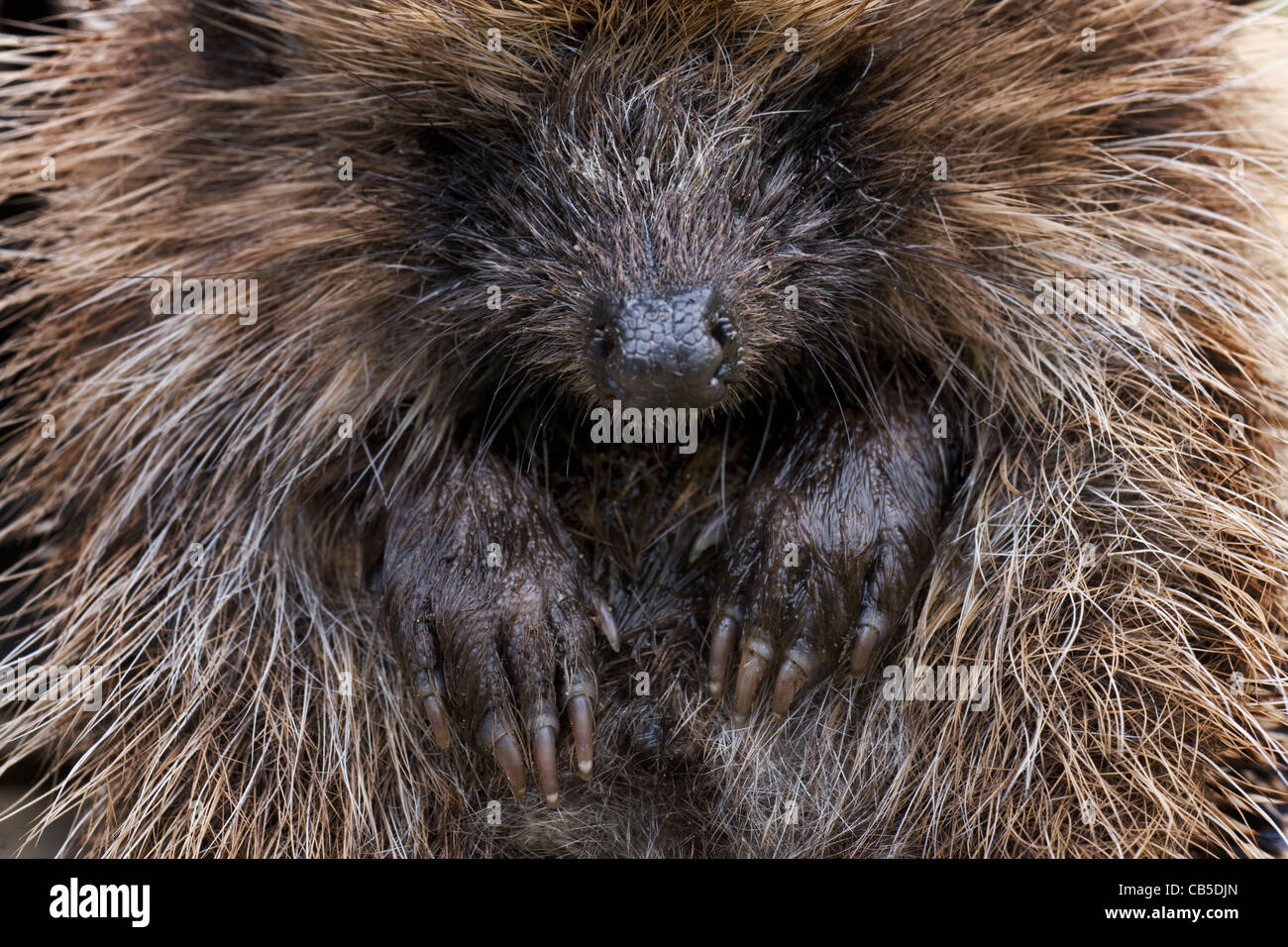 Recroquevillée Politique européenne hérisson (Erinaceus europaeus), Belgique Banque D'Images