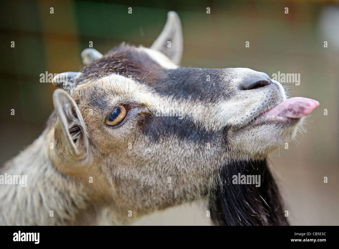 Portrait de chèvre qui est dans la cage de zoo et loll c