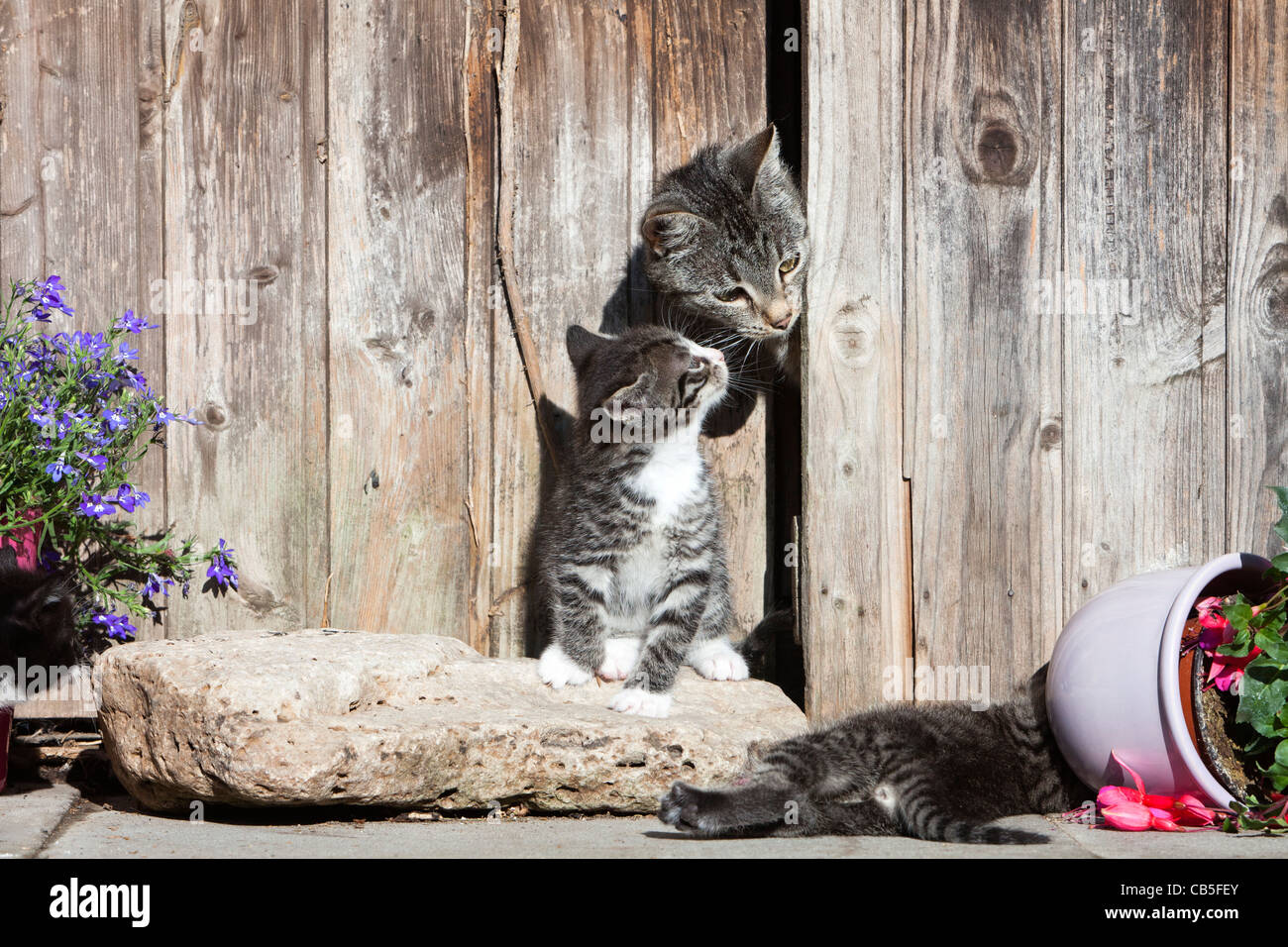 Chat Bebe Banque De Photographies Et D Images A Haute Resolution Alamy