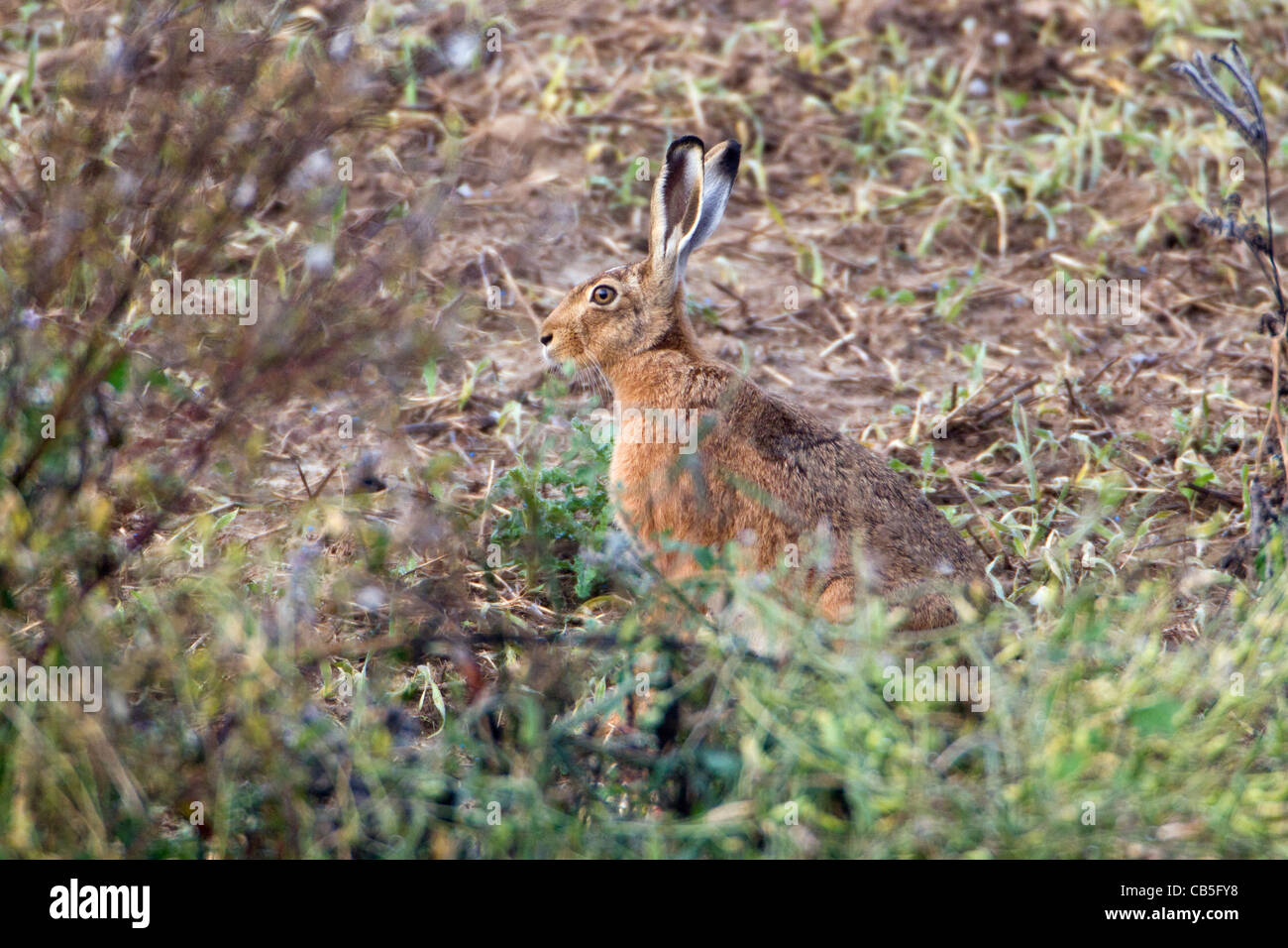 European Brown Hare (Lepus europaeus), alerte sur jachère, Basse-Saxe, Allemagne Banque D'Images