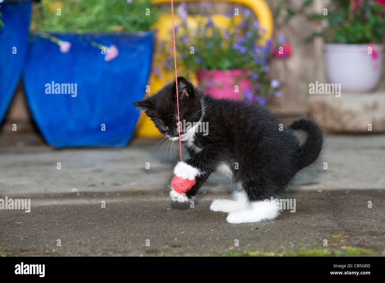 Chaton, jouant avec de la laine ball oudoors, Basse-Saxe, Allemagne Banque D'Images