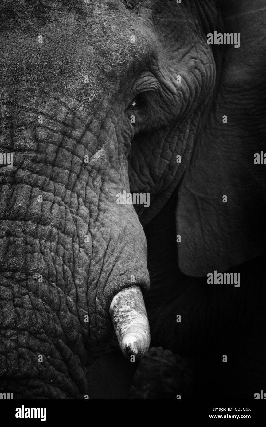 À l'éléphant au parc national Kruger en Afrique du Sud Banque D'Images