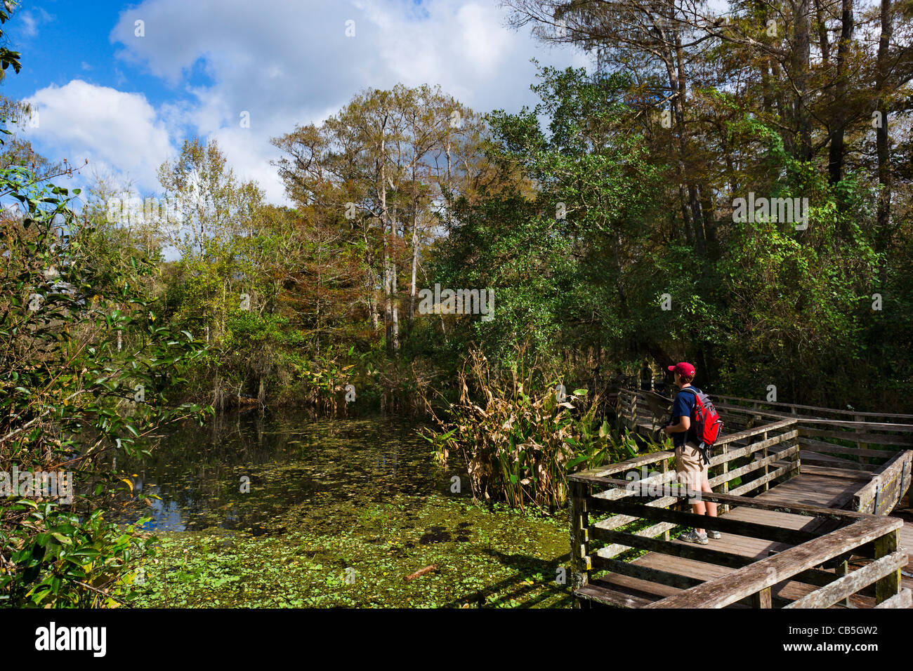 Observateur sur la promenade à la National Audubon Society's Corkscrew Swamp Sanctuary, près de Naples, la Côte du Golfe, Florida, USA Banque D'Images