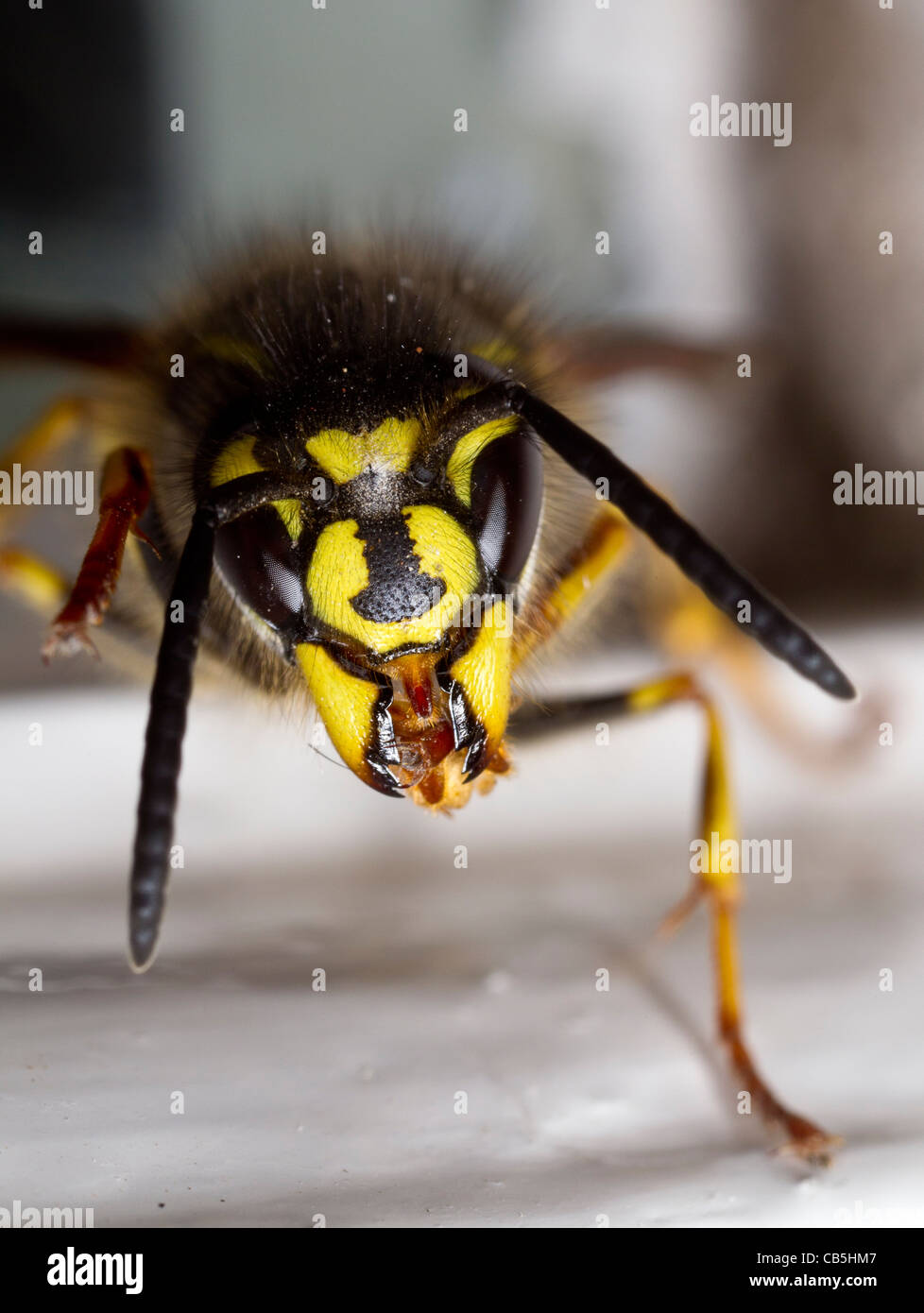 Vue antérieure d'une guêpe vespula vulgaris, queen, sa toilette pied milieu gauche Banque D'Images Vue antérieure d'une guêpe vespula vulgaris, queen, sa toilette pied milieu gauche Banque D'Images