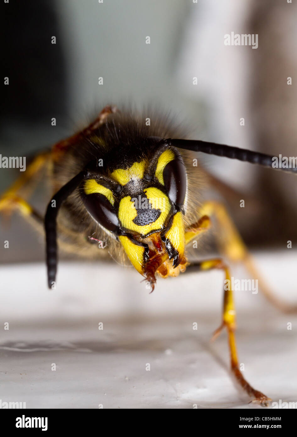 Vue antérieure d'une guêpe vespula vulgaris, queen, sa toilette avant-pied droit Banque D'Images