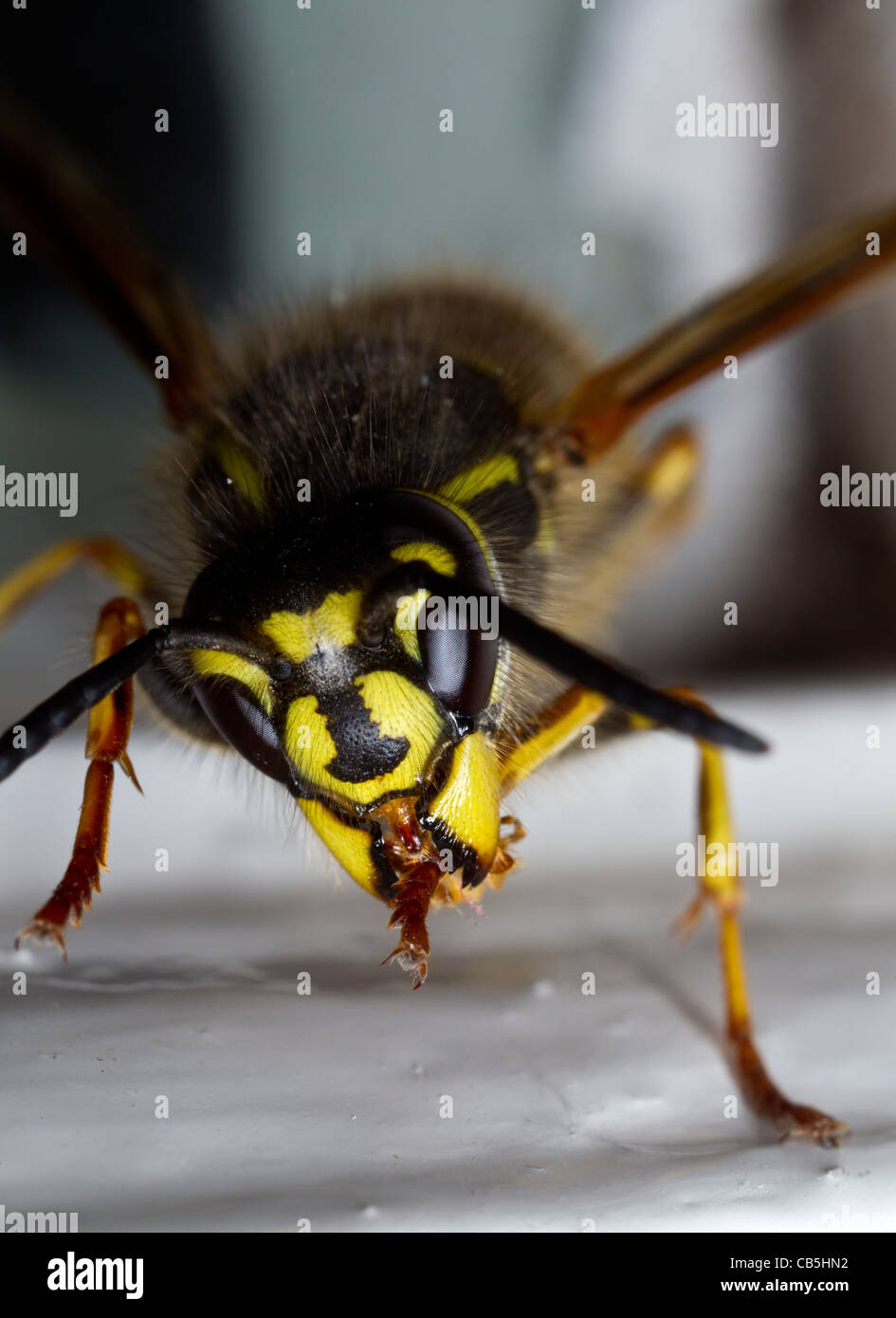 Vue antérieure d'une guêpe vespula vulgaris, queen, toilettage, avec le tarse antérieur droit (pied) entre ses mandibules (mâchoires) Banque D'Images Vue antérieure d'une guêpe vespula vulgaris, queen, toilettage, avec le tarse antérieur droit (pied) entre ses mandibules (mâchoires) Banque D'Images