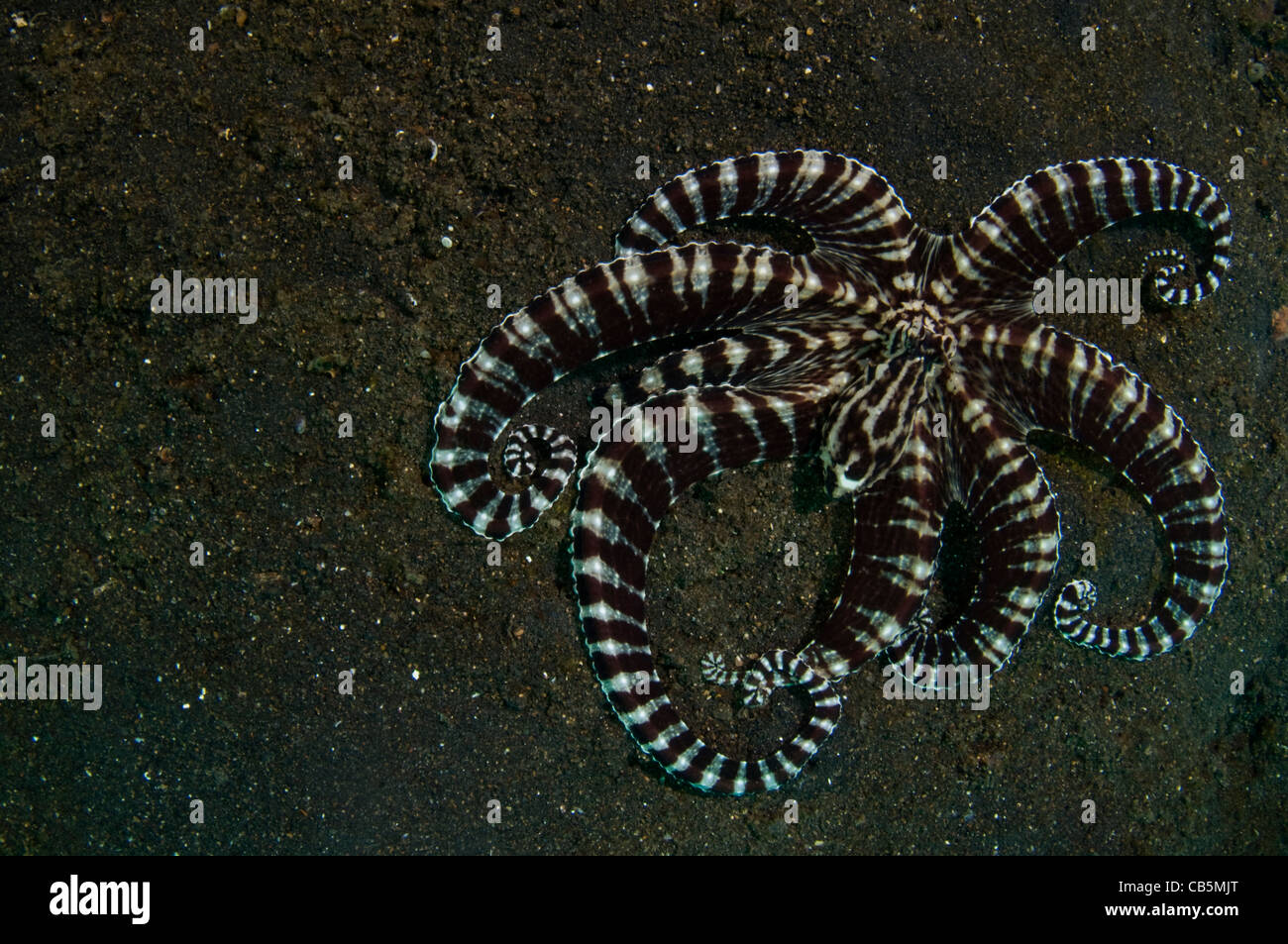 Thaumoctopus mimicus Mimic Octopus, le Détroit de Lembeh, Bitung, Manado, nord de Sulawesi, Indonésie, l'Océan Pacifique Banque D'Images