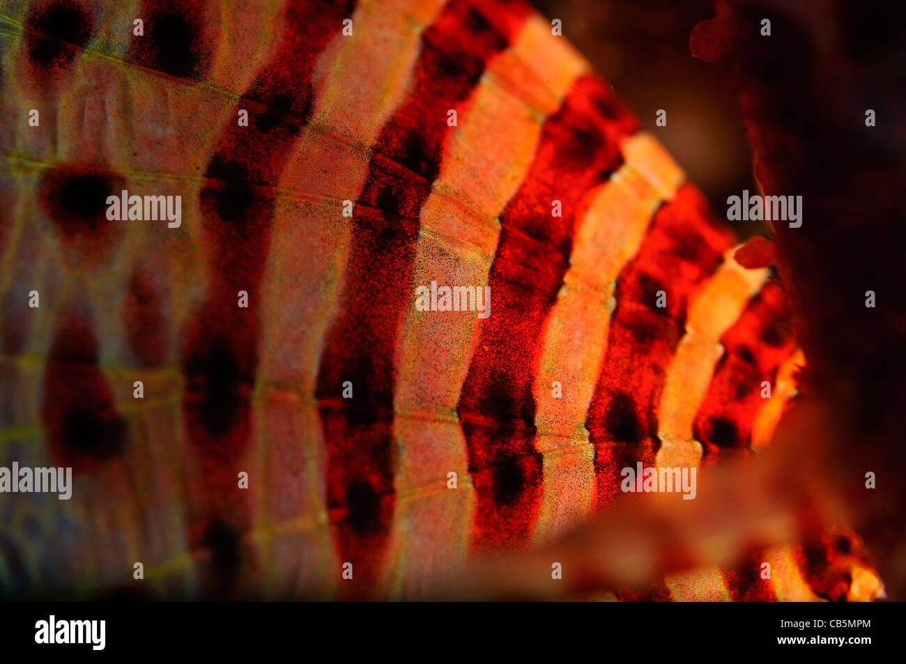 Détail de la moule poisson-papillon, Dendrochirus zebra, Détroit de Lembeh, Bitung, Manado, nord de Sulawesi, Indonésie, l'Océan Pacifique Banque D'Images