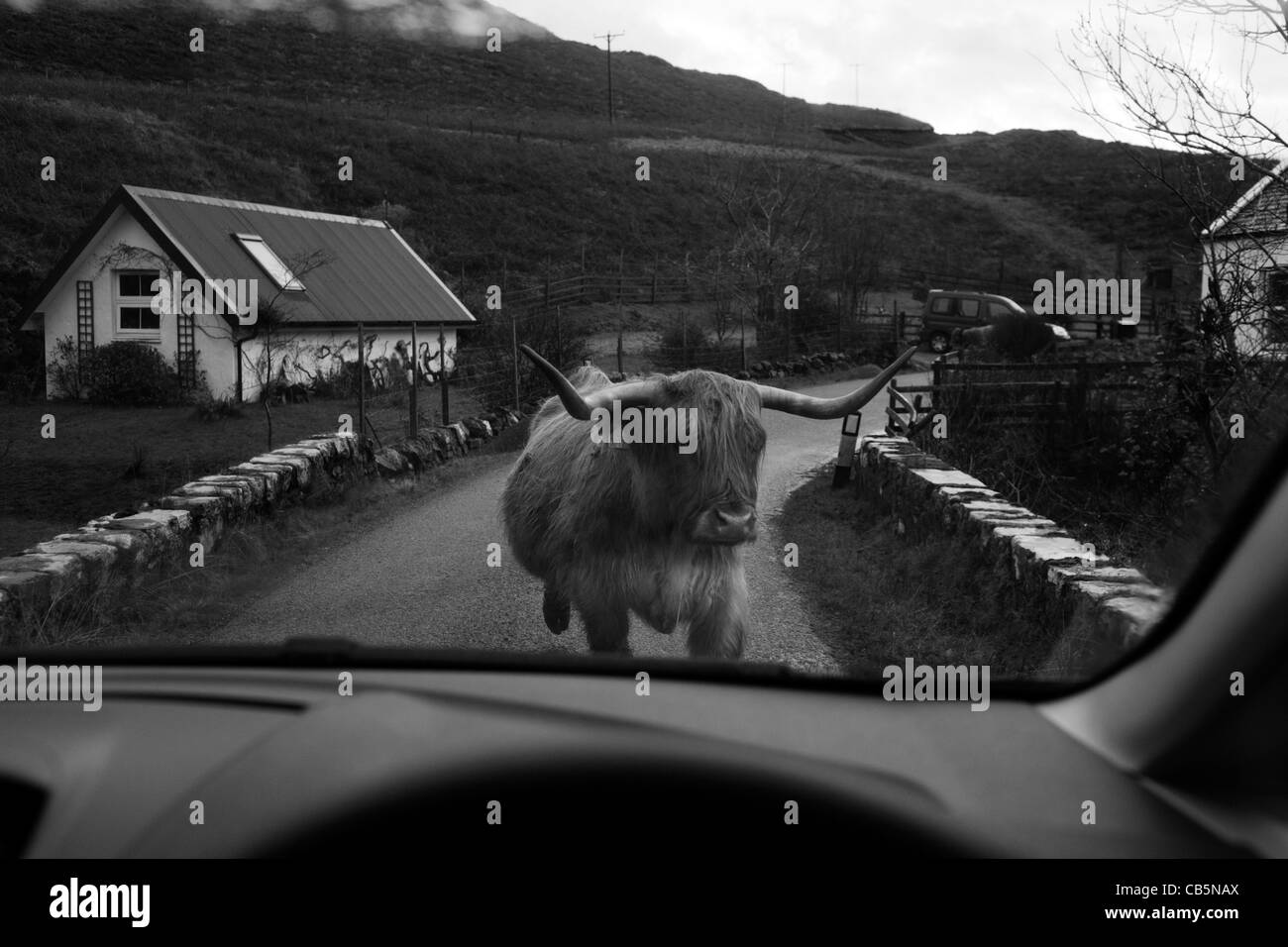 Longhorn cattle occupent la route à voie unique à Kilbrennan, Ile de Mull, en Ecosse. Banque D'Images