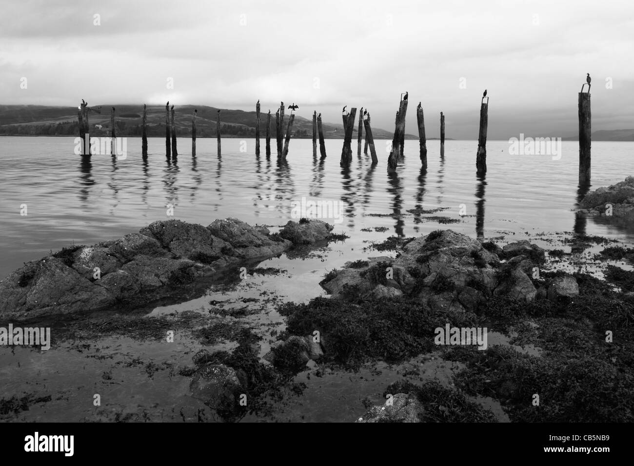 Bassan recueillir sur pieux en bois désaffecté à l'ancienne jetée de Salen, Salen, Ile de Mull, en Ecosse. Banque D'Images