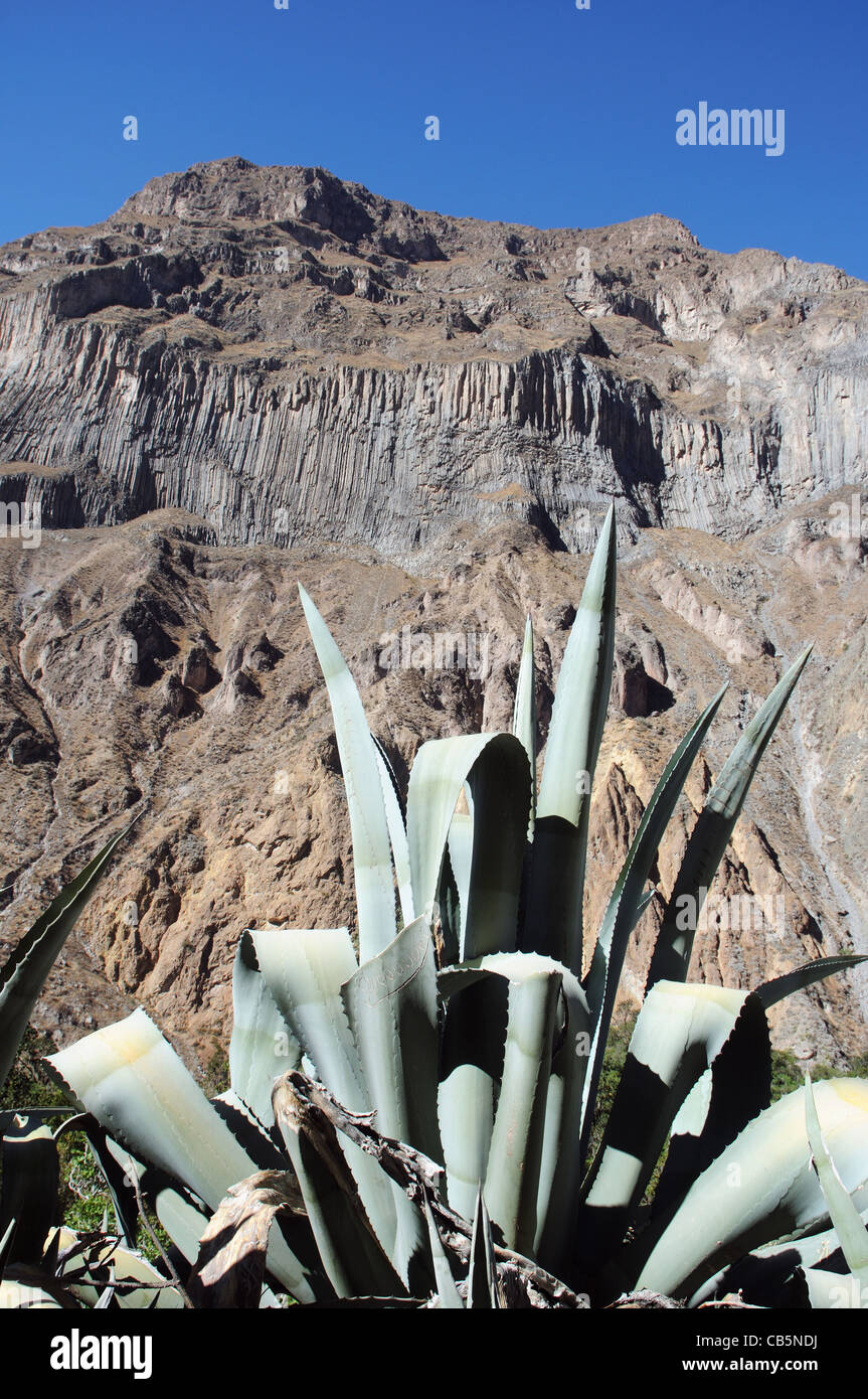 Une usine de vera d'aloès dans le Canyon de Colca Pérou Banque D'Images