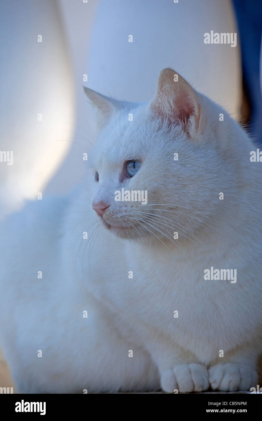 chat blanc Banque D'Images
