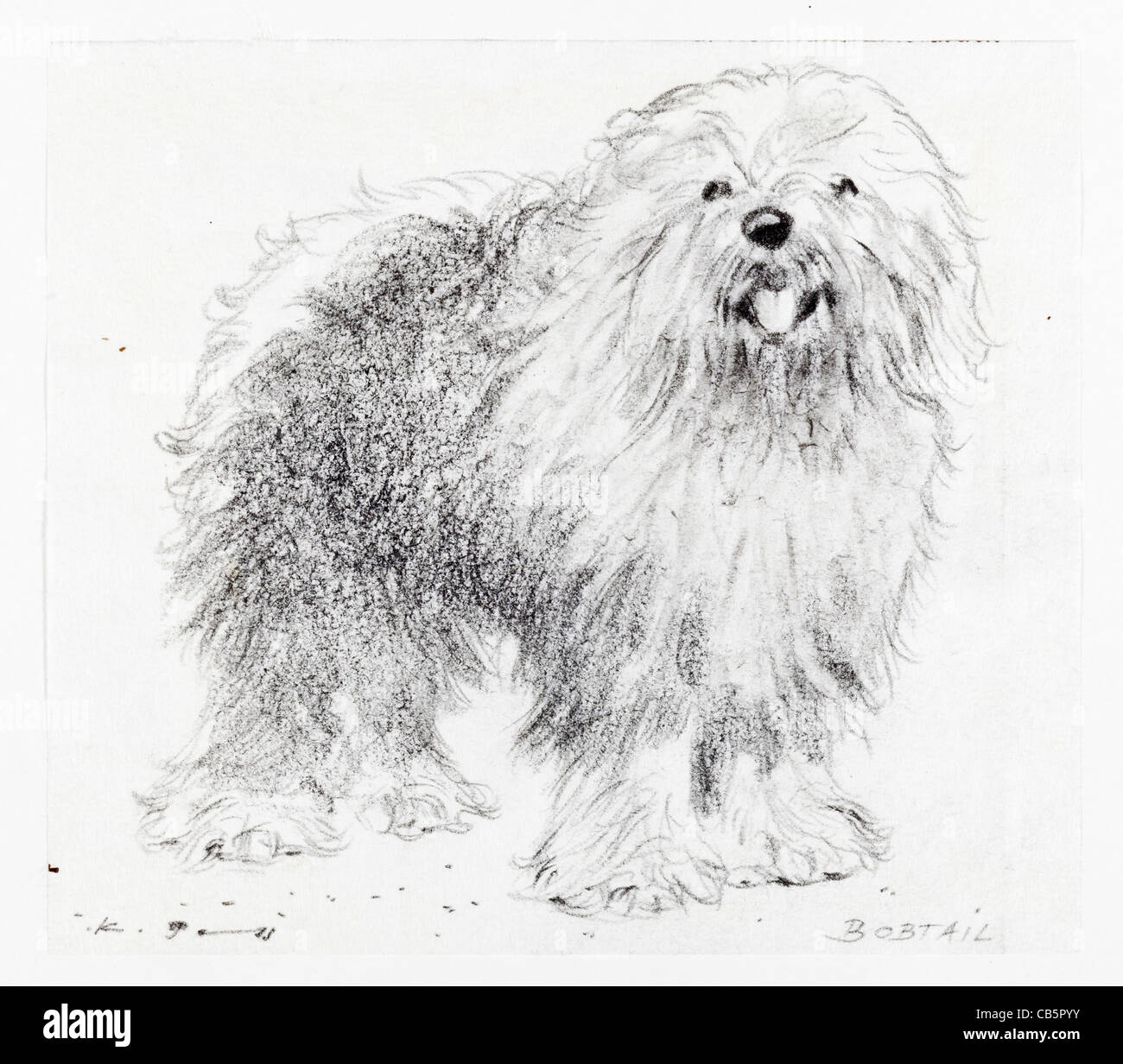 Old English Sheepdog - fusain sur papier par Kurt Tessmann Banque D'Images