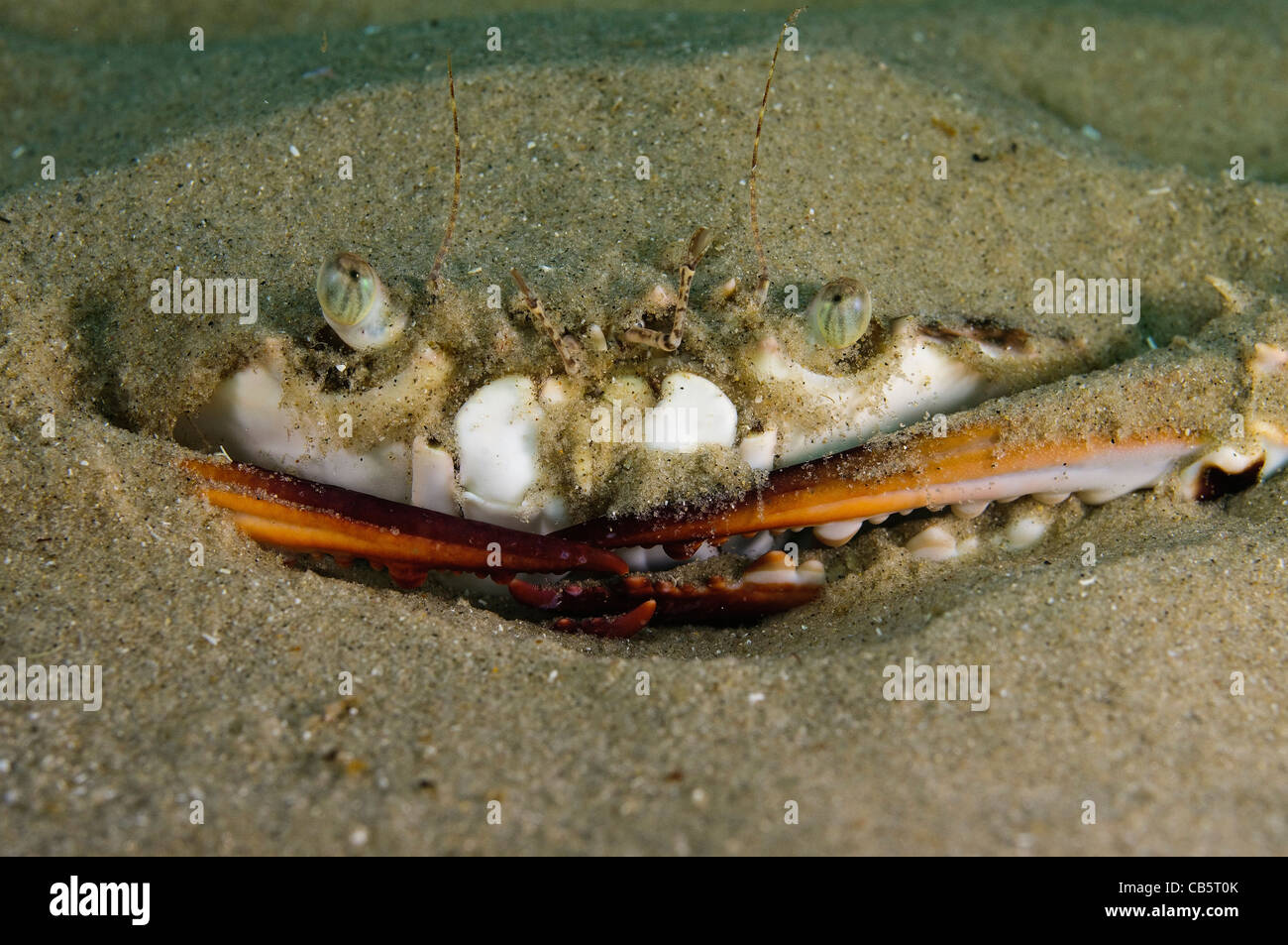 Portunus pelagicus, également connu sous le nom de la fleur du crabe, crabe bleu, bleu, bleu crabe nageur ou Crabe Crabe sable manna Banque D'Images