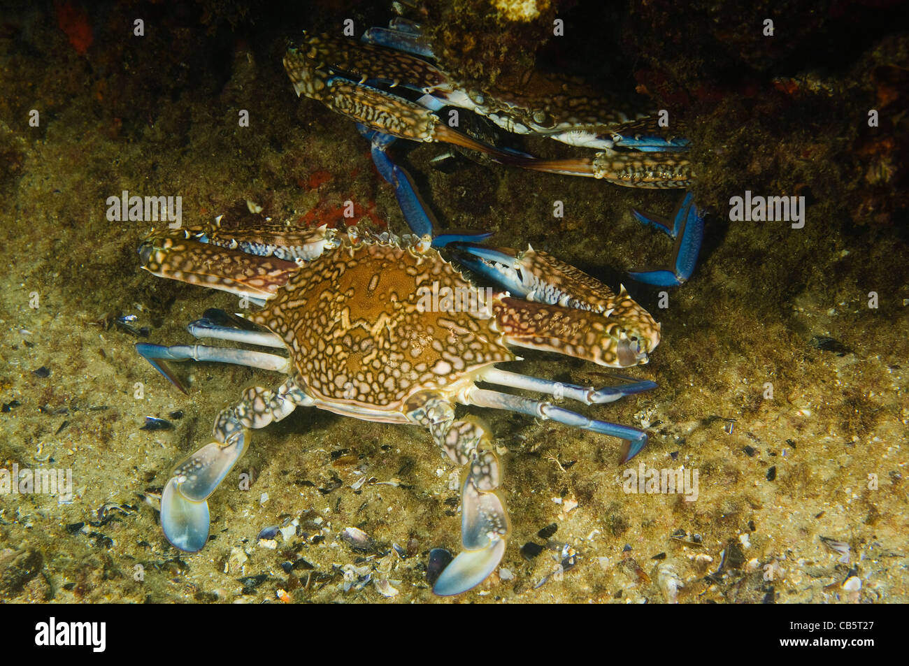 Portunus pelagicus, également connu sous le nom de la fleur du crabe, crabe bleu, bleu, bleu crabe nageur ou Crabe Crabe sable manna Banque D'Images