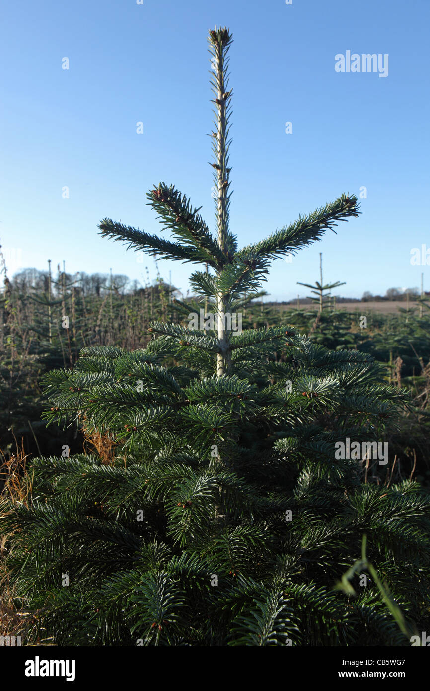 Plantation Christmas Tree Farm, Suffolk, UK Banque D'Images