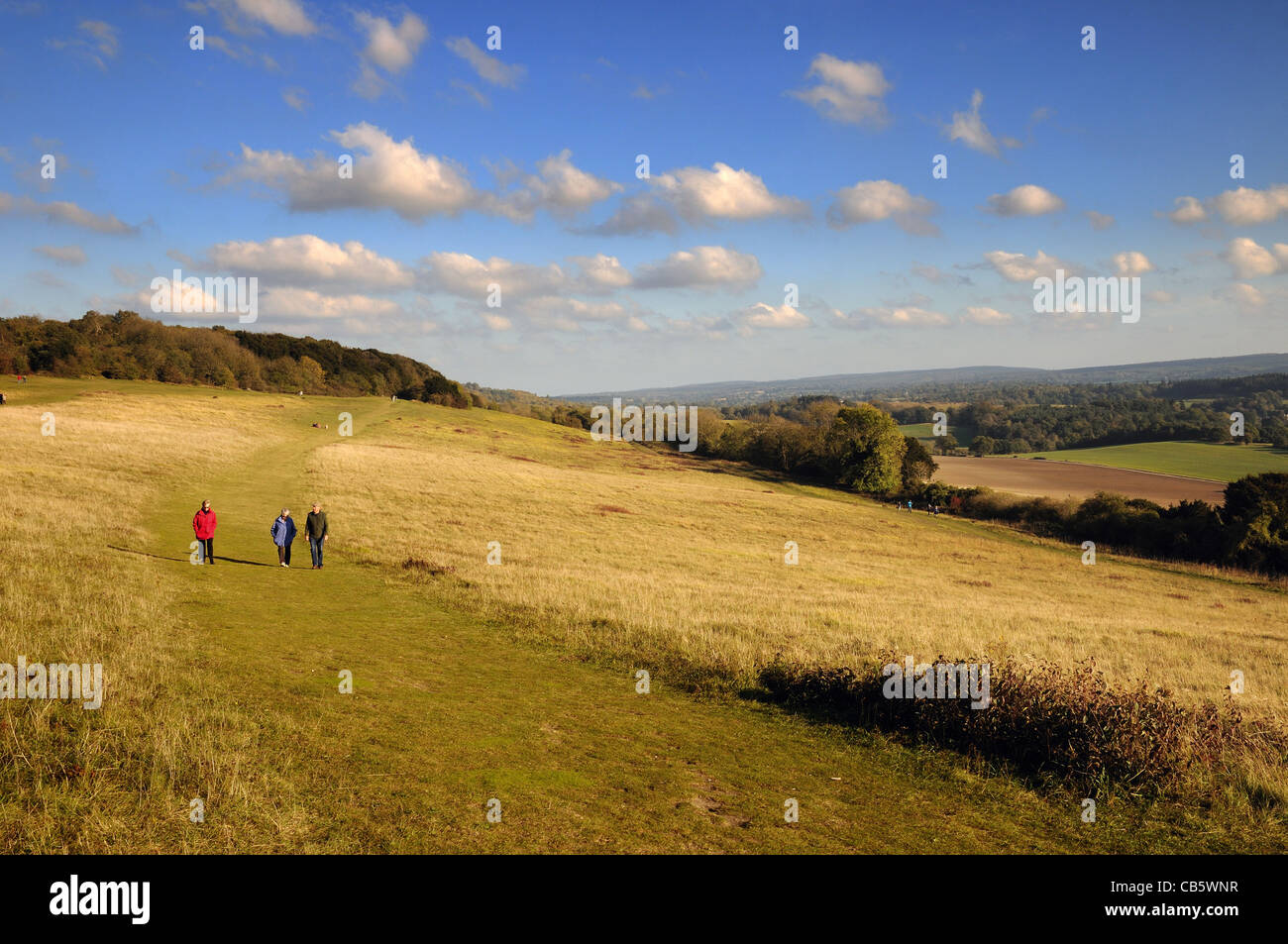 North Downs Way, Newlands Corner près de Guildford Surrey Banque D'Images