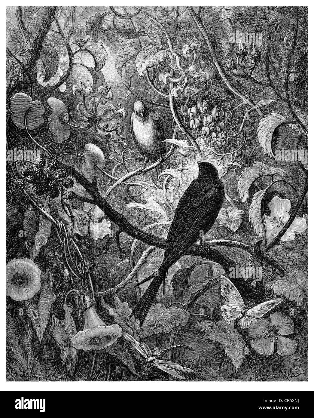 Fontaine Philomene et Progne baies Berry fleur plante nature oiseaux oiseaux sauvages perchaude perché libellule feuille feuilles branch Banque D'Images