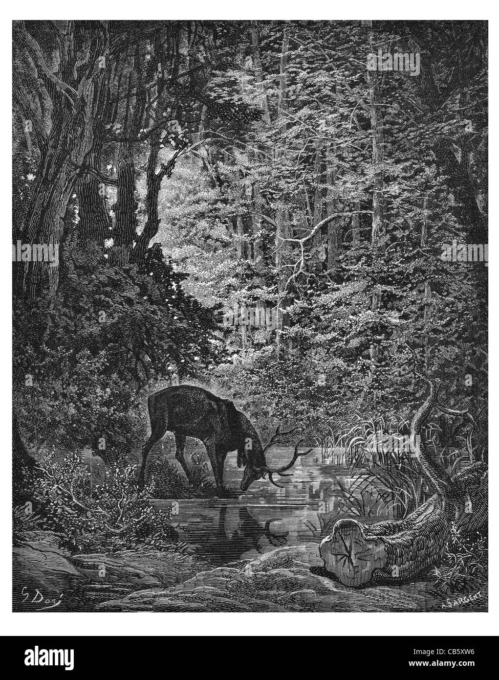 Fontaine Le cerf se voyant dans l'eau de l'étang des bois de cerf cerf réflexion bois nature sauvage de la faune forestière miroir proies woods Banque D'Images