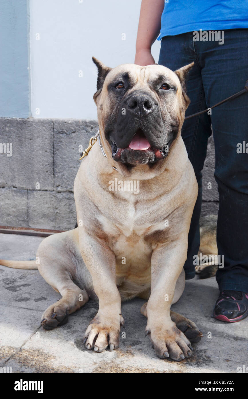 70kg Perro de Presa Canario chien race originaire des îles Canaries Banque D'Images
