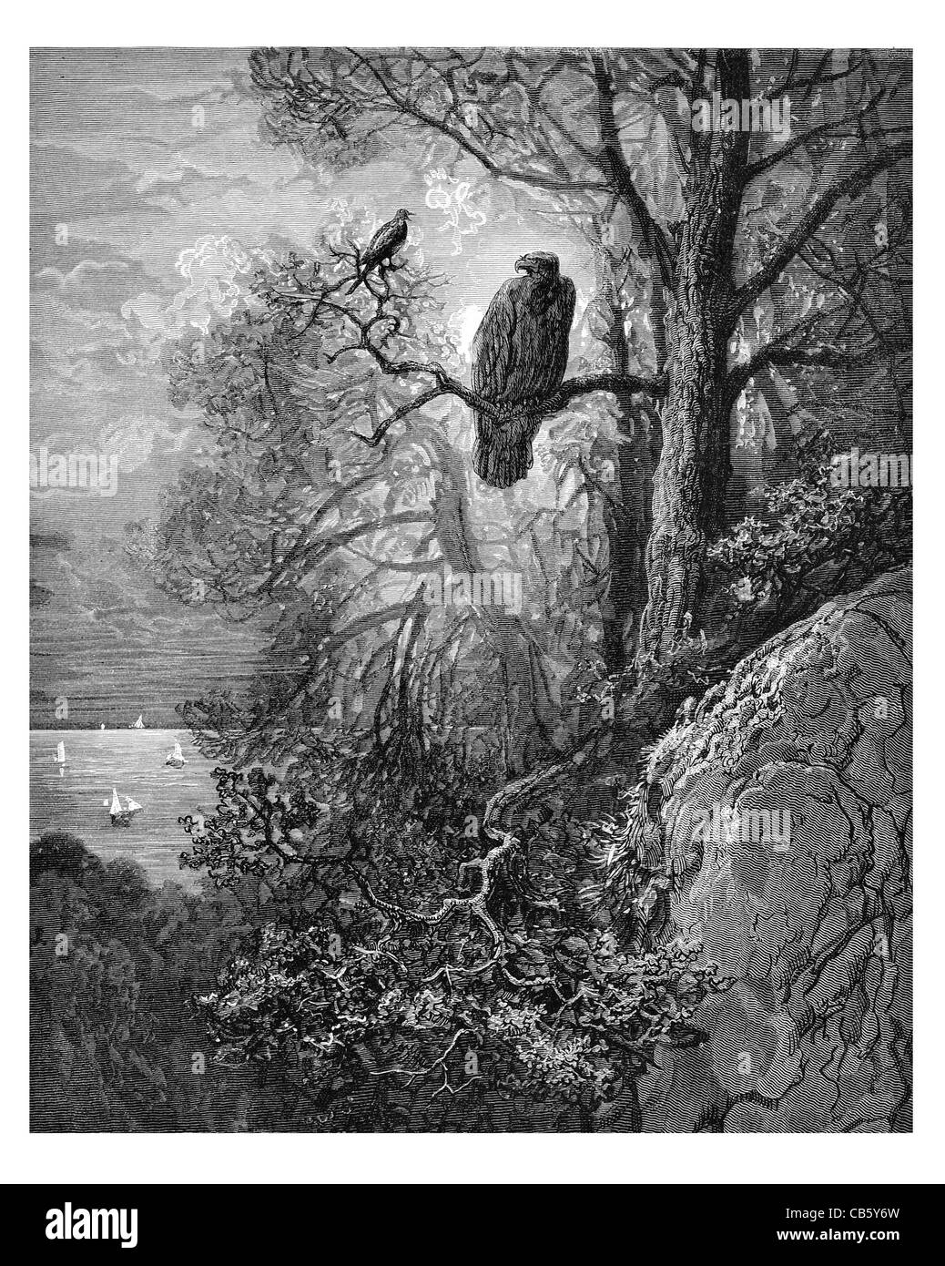 Magpie aigle perché perche arbre branche coast ship ocean wildlife nature sauvage Oiseaux Oiseaux Banque D'Images