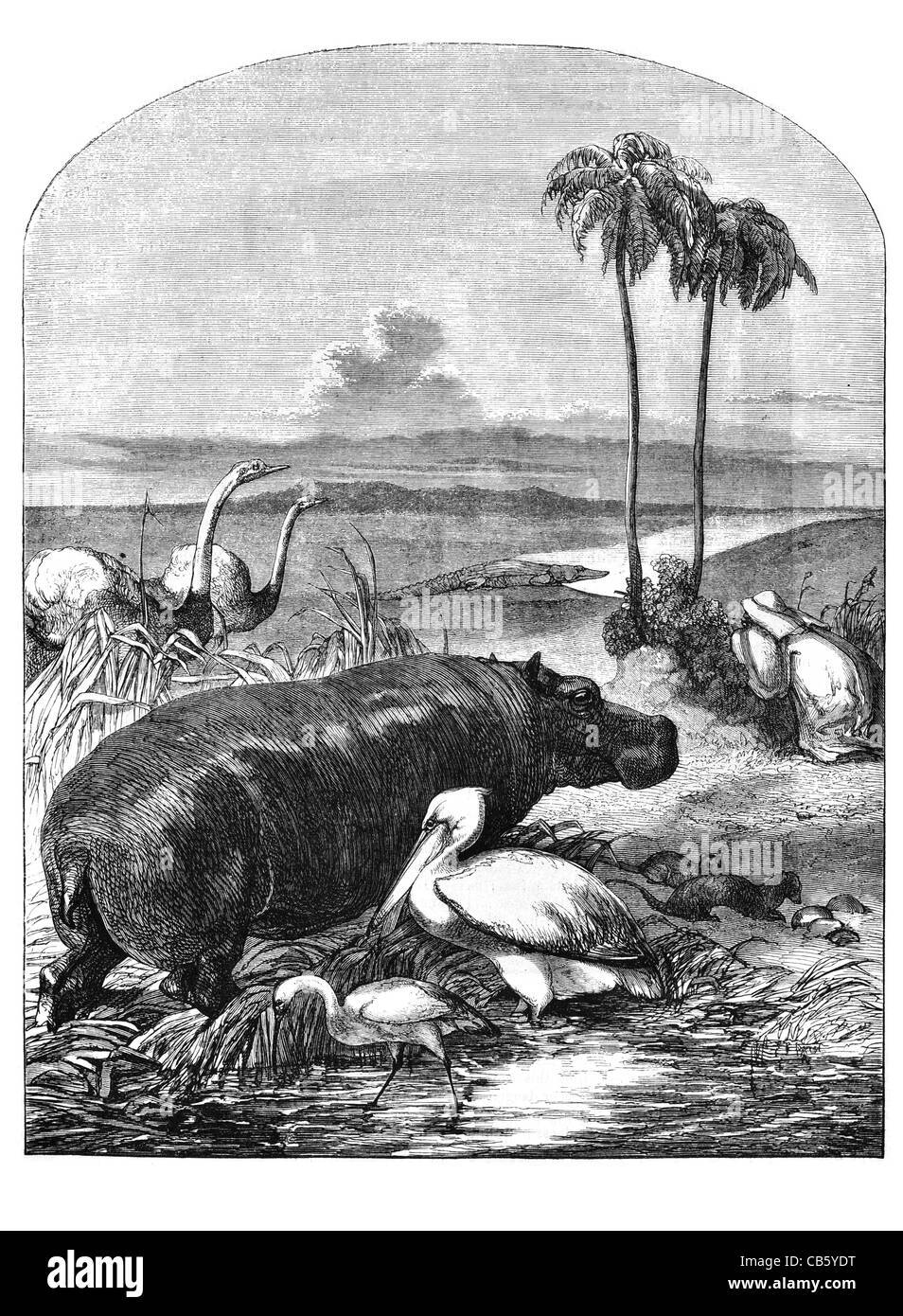 Organisé pour les animaux d'exposition dans le palais de plaines Sydenham safari Afrique palmier marais marsh wildlife nature sauvage Banque D'Images