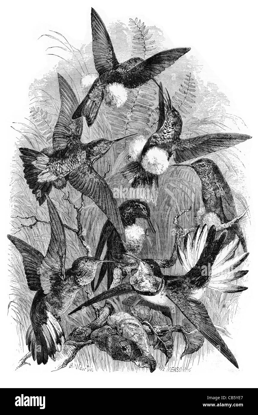 Groupe des colibris Regent Park en captivité des oiseaux Banque D'Images