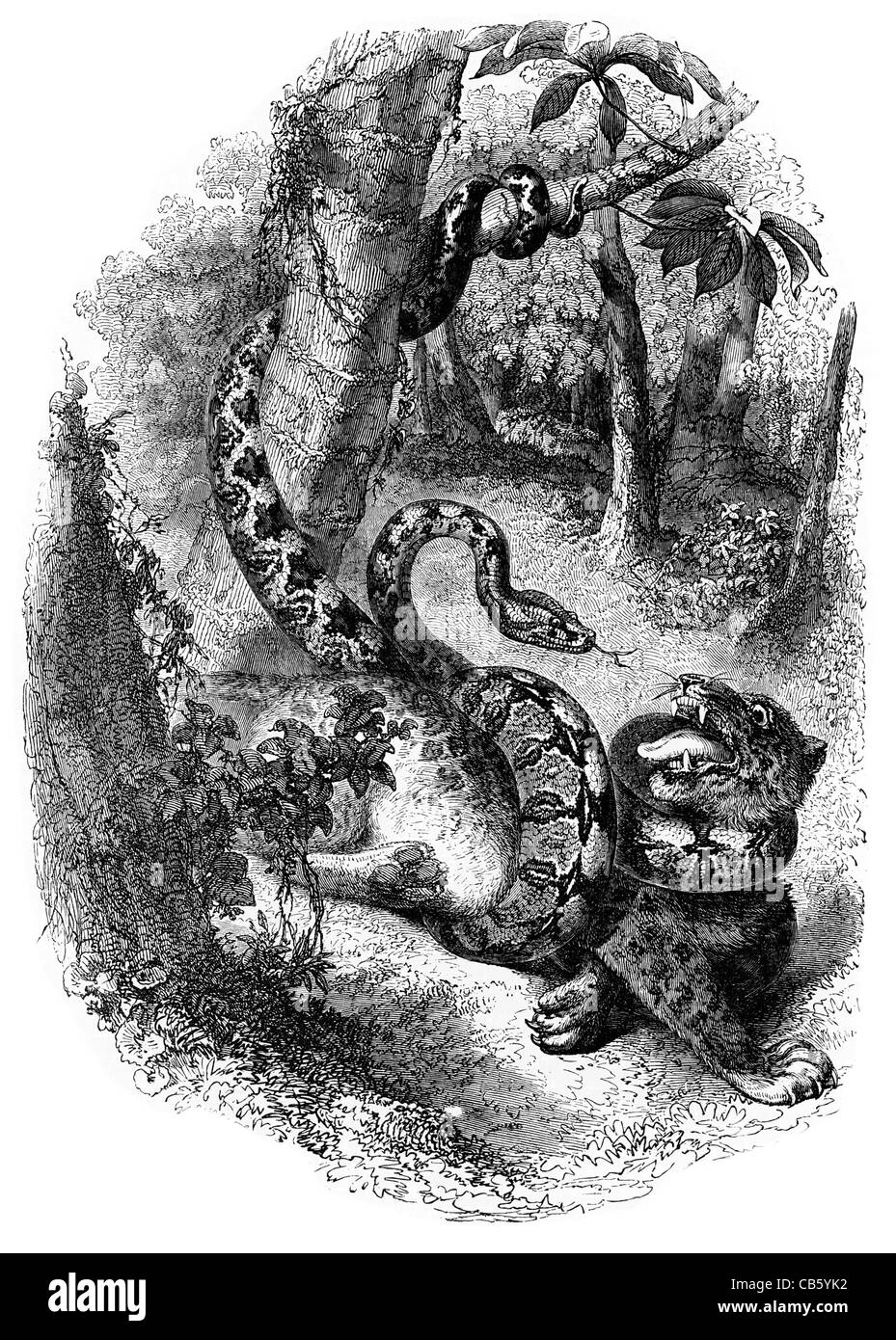 Tigre attaque par un boa constrictor chasse chasse des proies prédateurs espèces animales manteau de fourrure imprimer patte claw harcèlement dents jungle Banque D'Images