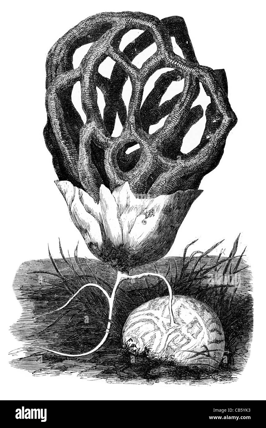 Clathrus Cancellatus champignons champignon champignon champignons moisissures mycologie botanique biologie plantes Banque D'Images
